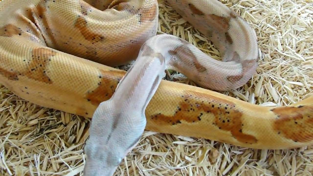 pets at home 2008 Possible Super Salmon Male Boa