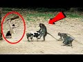 देखलो इनकी हरकते ,इनके सामने तो निंजा भी फेल है  | Best Funny Animal Moments