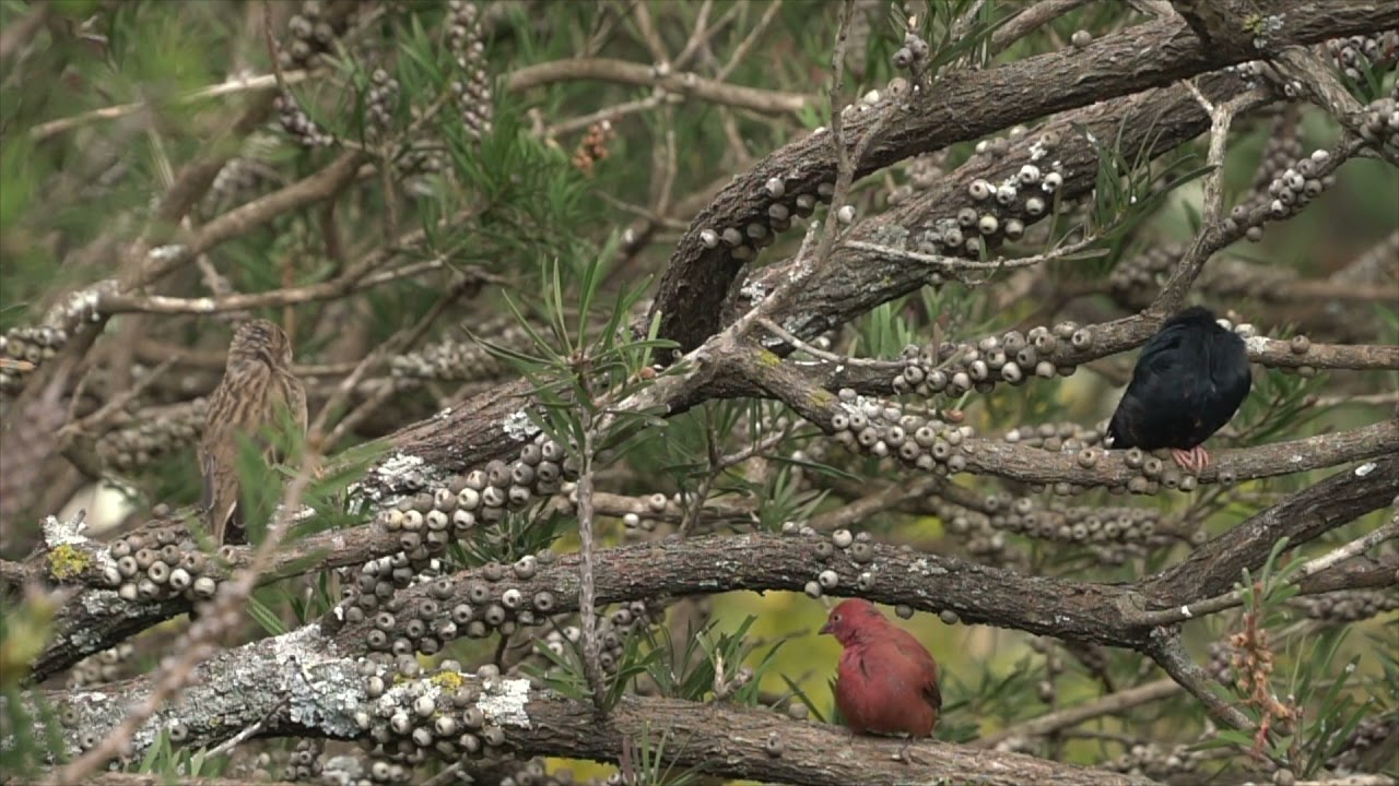 BIRDS GROOMING ON A TREE SHADE | HD