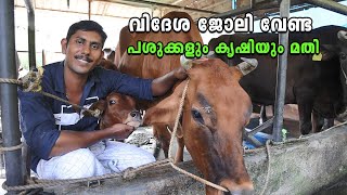ഇവിടം സ്വർഗ്ഗമാക്കി ജോൺസൻ.!!  Cow Farm Success Story , Johnson Thodupuzha Kerala