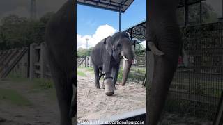 Owner Helps Elephant Walk Again