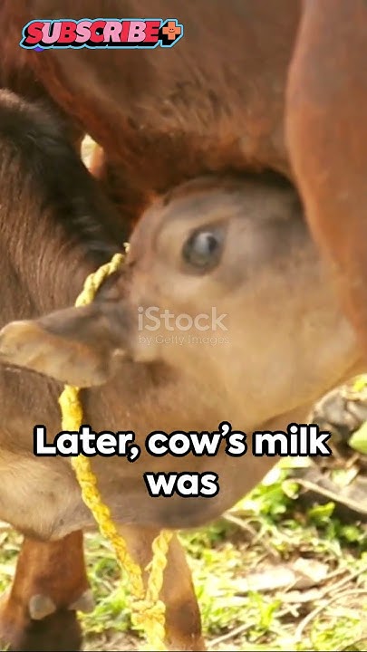why-do-some-people-drink-milk-interesting-ancientcivilization
