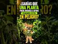 ¿LAS PLANTAS AVISAN DE LOS PELIGROS?  #plantas #jardin #secret  #ciudadverde #vida #naturaleza