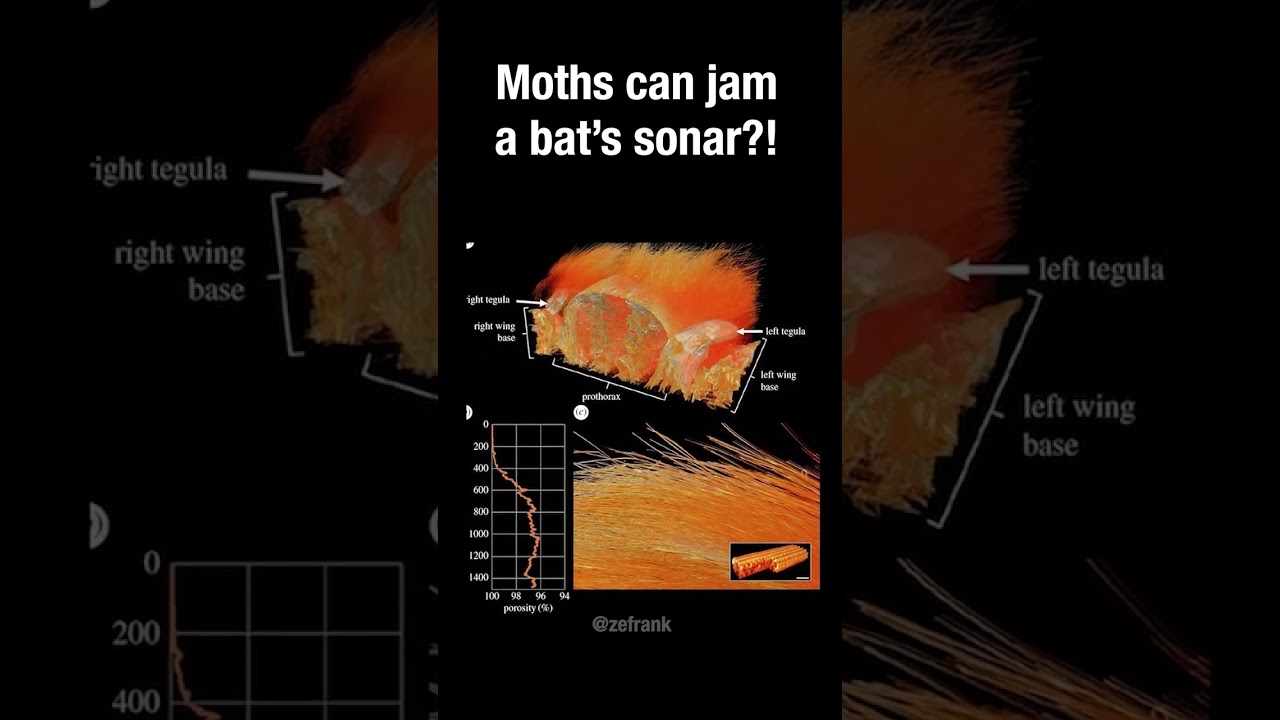 Moths can jam a bat's sonar?!