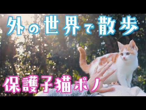 外の世界を散歩する子猫の反応がこちらですw