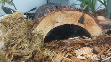 Intro to Red Tegu Brumation/Hibernation