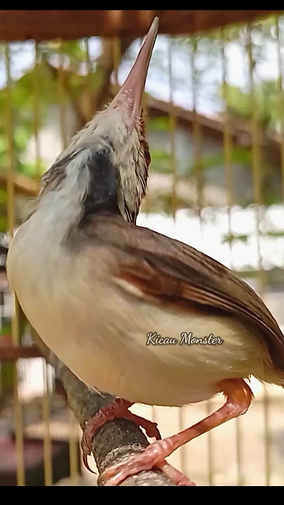 prenjak coki gacor #birds #kicaumonster #prenjakgacor