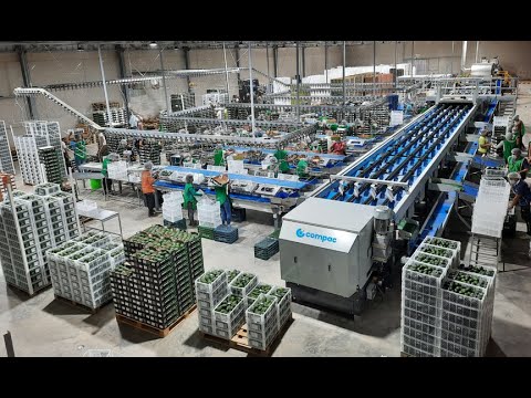 LINEA PARA PALTA - YAMATZU