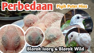 Cara Mudah Membedakan Piyik Puter Blorok Ivory Dengan Blorok Wild