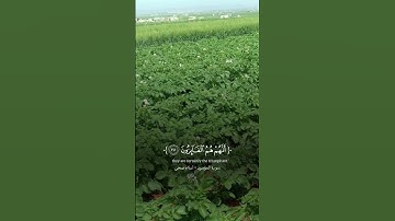 #يارب #قرآن كريم #قرآن #اسلام_صبحي #quran #eslam #اكسبلور #لايك #ترند #trending #trendingvideo