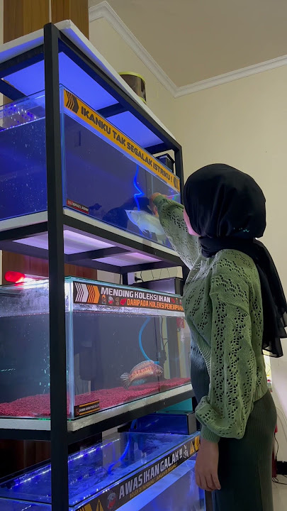 AYANG JADI KIPER IKAN CANA