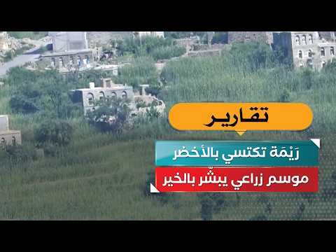 Raymah turns green.. An agricultural season that promises prosperity