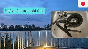 Cắm trại và câu lươn đêm ở Nhật Bản - Thành quả đánh kinh ngạc