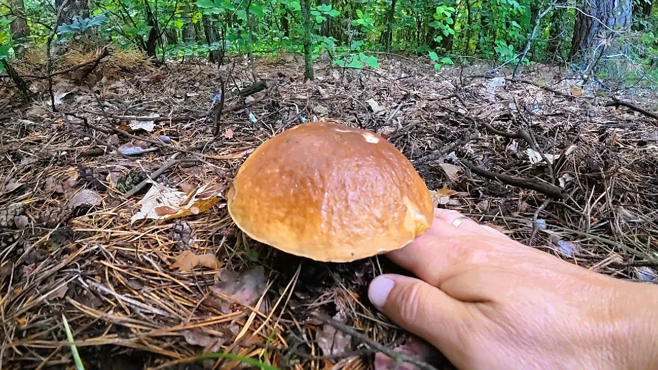 Збір Грибів у Червні 2025. Поїхали Вперше в Ліс на Білих Грибів