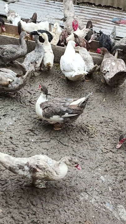 #entok #chicken #muscovyduck #shortsviral #duckfarm #entokrambon #farming