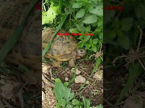 وجدت سلحفاة بالصدفة أنضرو ردة فعلها