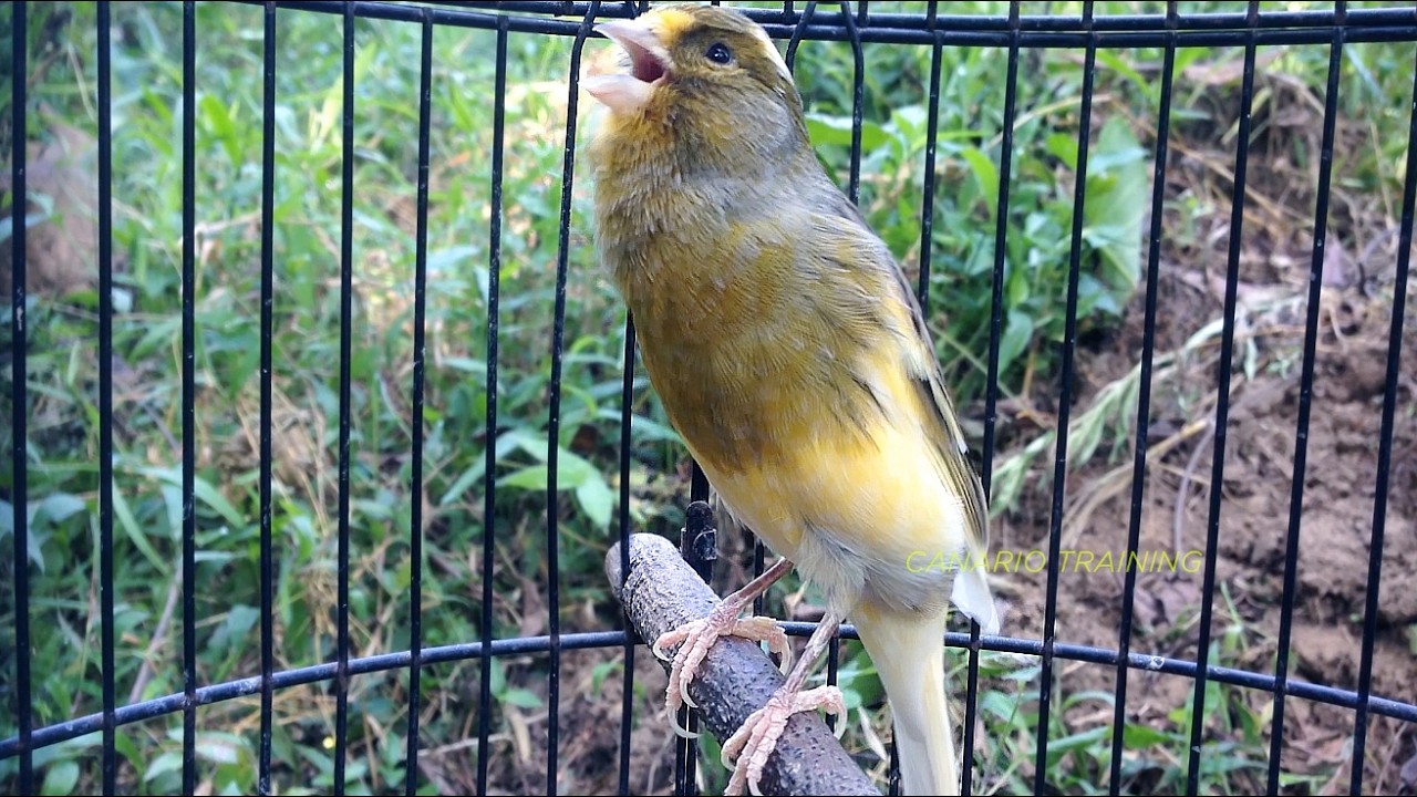 Sessão Sonora Para Canário Belga com Melodia Natural - canario belga vai cantar muito