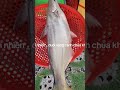 CÁ BÔNG LAU THIÊN NHIÊN - ĐẶC SẢN CÁ SÔNG THIÊN NHIÊN AN GIANG