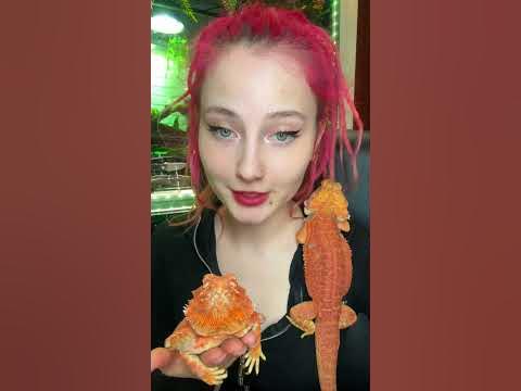 Бородатый дракон #питомцы #животные - YouTube