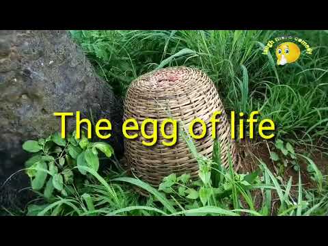  The egg of life😁😁😁(episode 9) laugh more Comedy