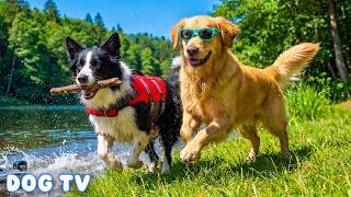 12 Hours of Dog Calming Music 🐶 Dog Sleep Music Helps Improve Quality 🎧 Relax Restless Dogs