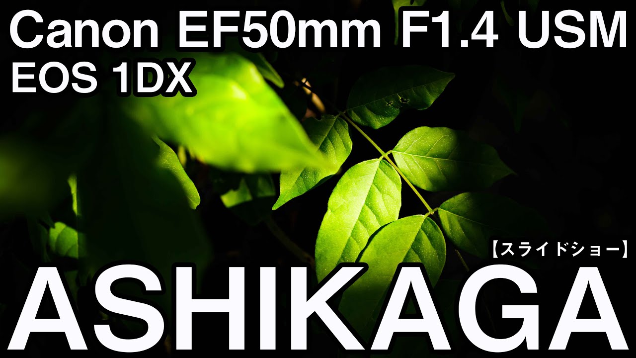 Canon 1DXとEF50mm F1.4 USMやはりこの組み合わせグリップ感も良く撮っ