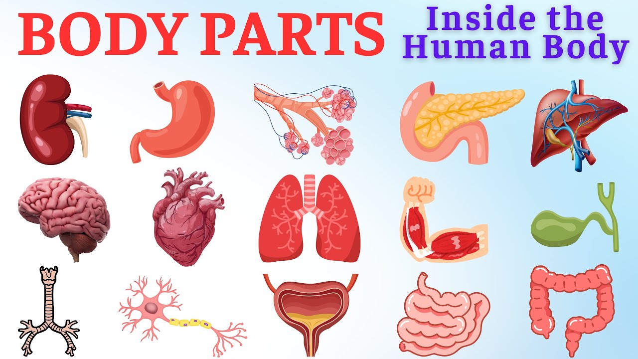 Body Part 2 | Dạy bé các bộ phận bên trong cơ thể | Não bộ, Tim, Phổi, Gan, Ruột non, Ruột già