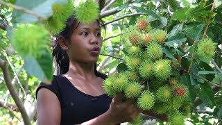 Survival skills: Find meet The rambutan Sweet, delicious for Food