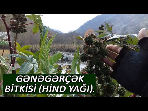 Gənəgərçək bitkisi (Hind yağı) faydaları