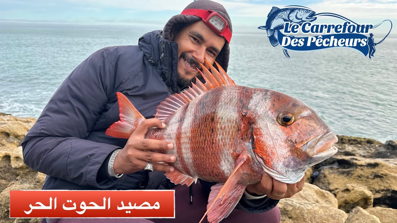 سمكة الباجو رويال علقت بالسنارة 🎣🎣 تعرفوا على الطعم الفتاك لاصطياد اسماك الباجو و الدوراد رويال