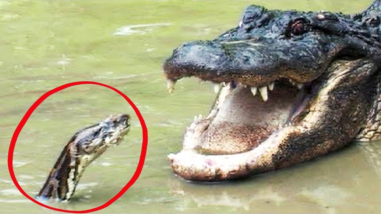 Saviez-Vous Que ..? #56 : PYTHON VS ALLIGATOR !! - YouTube