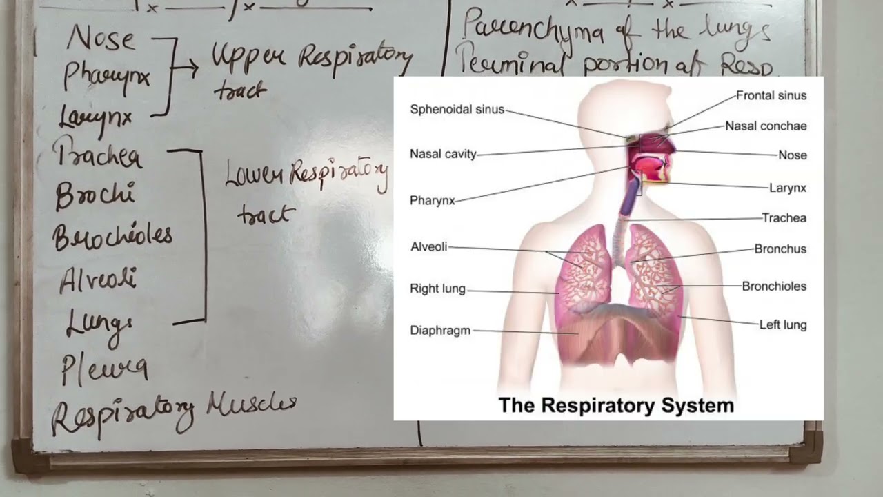 Respiratory System Kya Hai Full Explanation  In Hindi By Doctrine  madam 