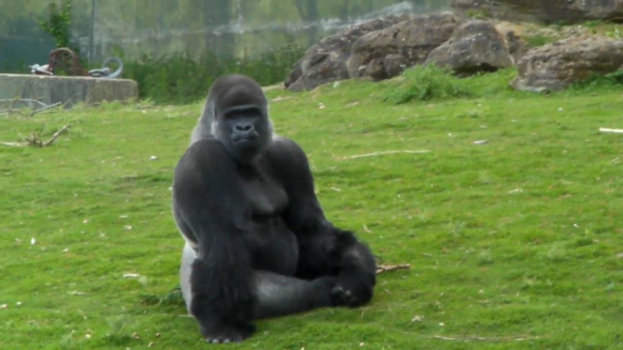 Ambam The Western Lowland Gorilla Cleaning his feet Port Lympne Wild