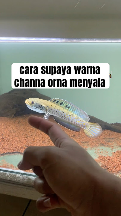rahasia supaya warna ikan channa orna lebih biru #channa #beranda #ikan #channaorna #pulchra #shorts