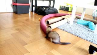 Ferret running