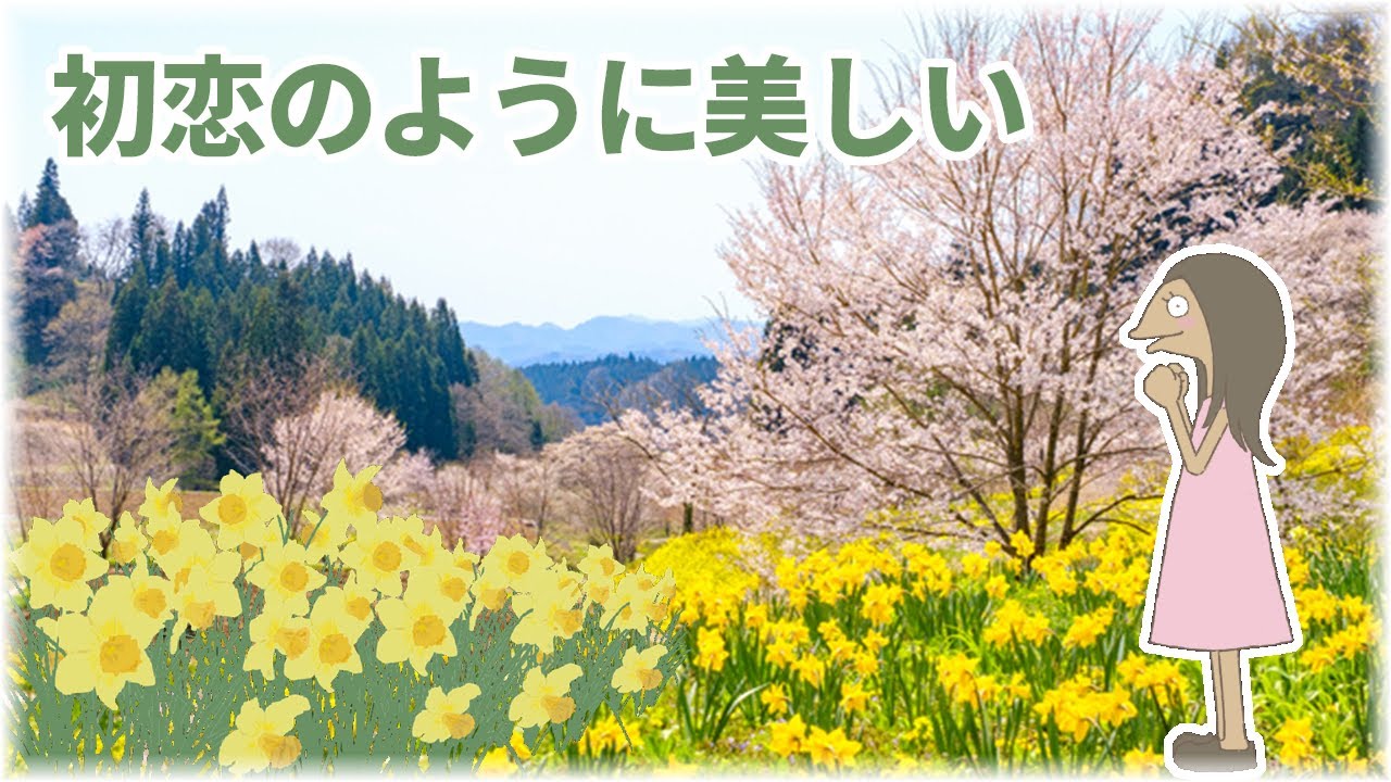 An animation introducing how to grow daffodils and their