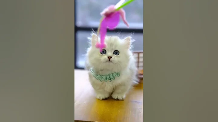 Watch the video about Funniest Cats 😹 Baby Cats - Cute and Funny Cat Videos Compilation 😂 - Funny Cats Life #shorts