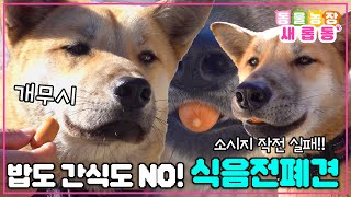 [#새롭동물농장] 눈칫밥도 못 먹개~ 밥을 거부하는 배껍이… 까망이가 잠든 사이 침묵 속 식사 작전!! / EP.1157 #TV동물농장 #AnimalFarm #SBSstory