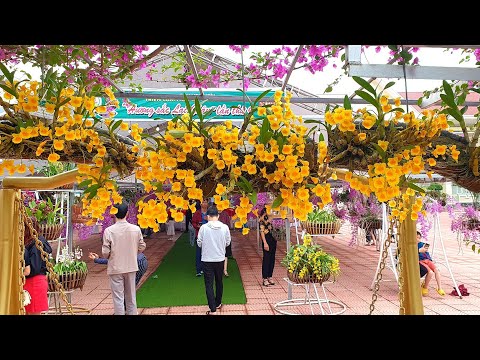 Video: Triển Lãm Hoa Lan Trong Vườn Bách Thảo St.Petersburg