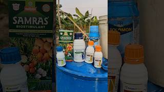 Syngenta best Fungicide amistar #amistar #fungicide #quantitis #simodish#impact itra#buyer_soloman