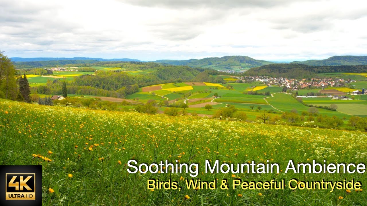 Soothing Mountain Field Ambience 🌾 Birds, Wind & Peaceful Countryside in 4K