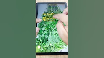 Cây ngải cứu giúp trị mất ngủ đau đầu rất hay #baithuocdangian #xuhuong #thinhhanh #lamdep #tintuc