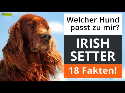 Ist ein Irish Setter der richtige Hund für mich? 18 Fakten über Irish Setter!