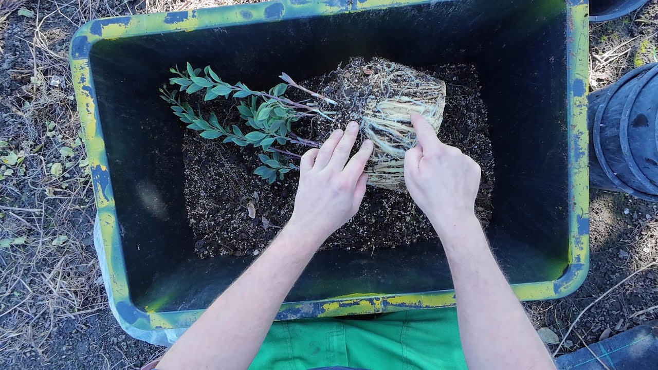 Repotting Peruvian lily or lily of the Incas (Alstroemeria) plants [4K]