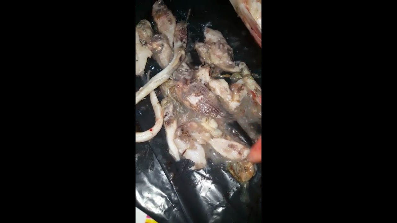 A Che Altezza Mangia La Spigola