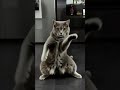 Tata de @Pikanain62 fait un cour de danse #pourtoi #dog #cat #impression3d