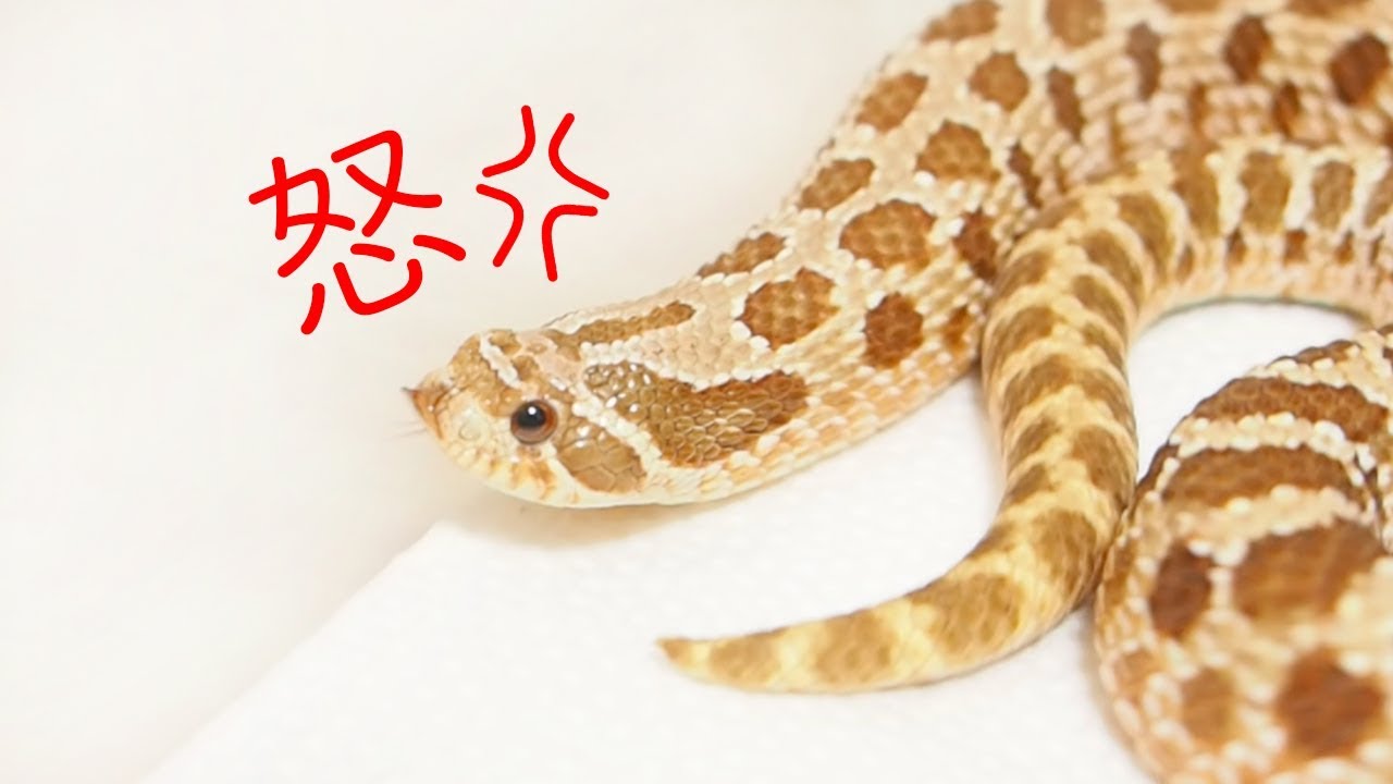 怒ったセイブシシバナヘビがかわいい Youtube