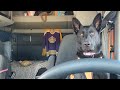 So, I got this idea to video what Meshka does when I leave the truck.