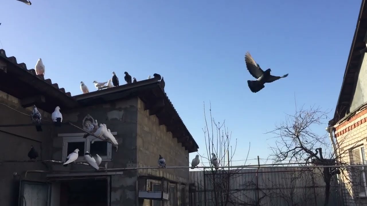#Pigeons.Как нужно оценить бойных голубей. 