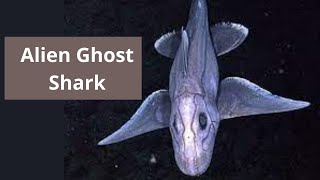 Ghost Shark Chimaeras by Researchers of New Zealand's National Institute (NIWA) | First-Time